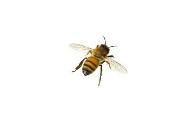 Bees