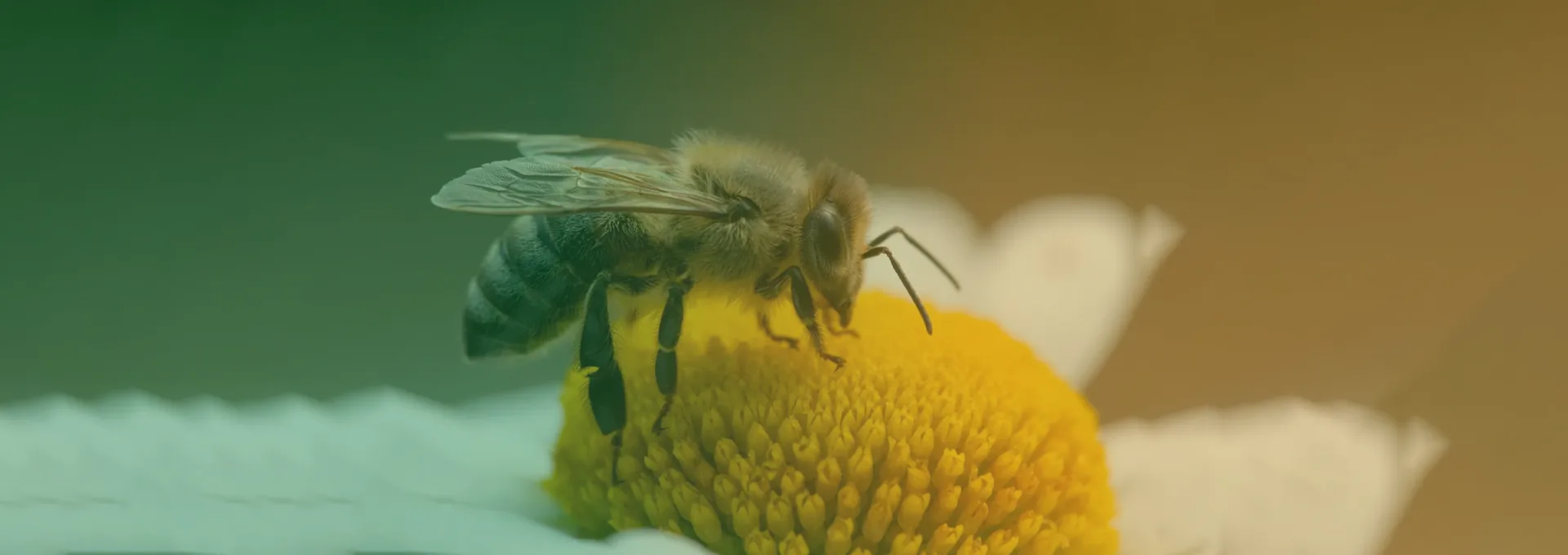 Bees