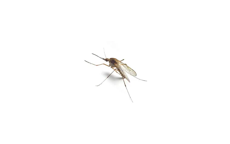 Mosquitoes