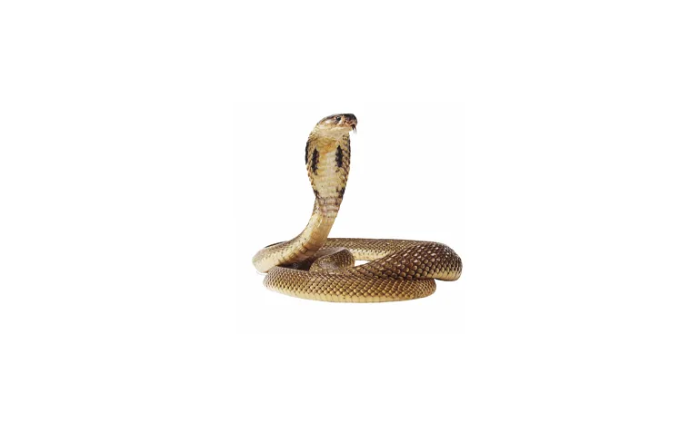 الثعابين