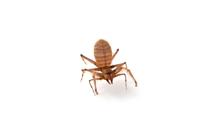العناكب