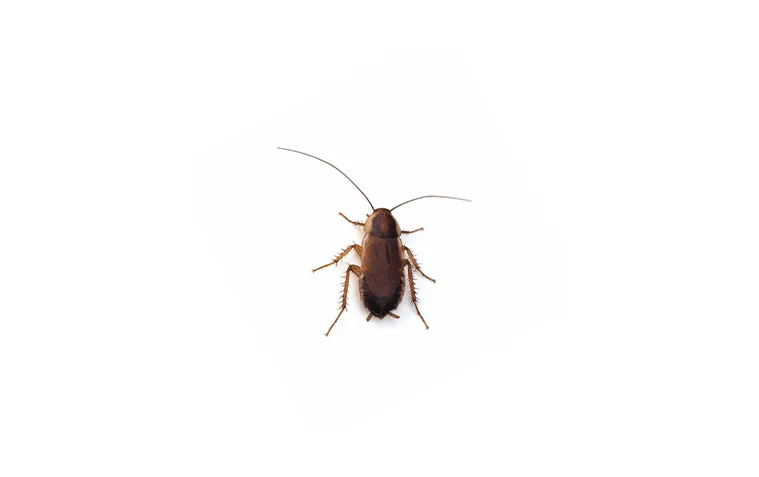 Wood Cockroaches